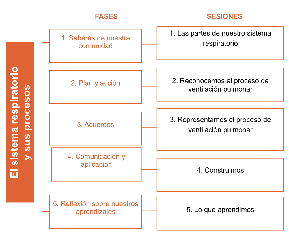 diagrama del sistema respiratorio para 5to grado